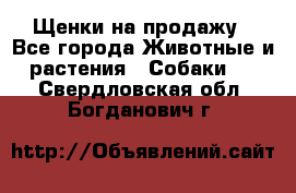 Щенки на продажу - Все города Животные и растения » Собаки   . Свердловская обл.,Богданович г.